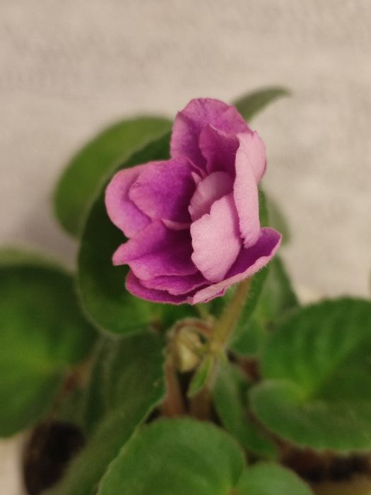 Фиалка и колеусы .