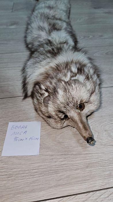 Шкурка Белой лисы