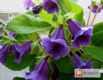 Глоксиния (фиолетовая)