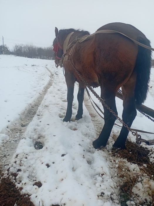 Vând un mânz foarte frumos si cuminte