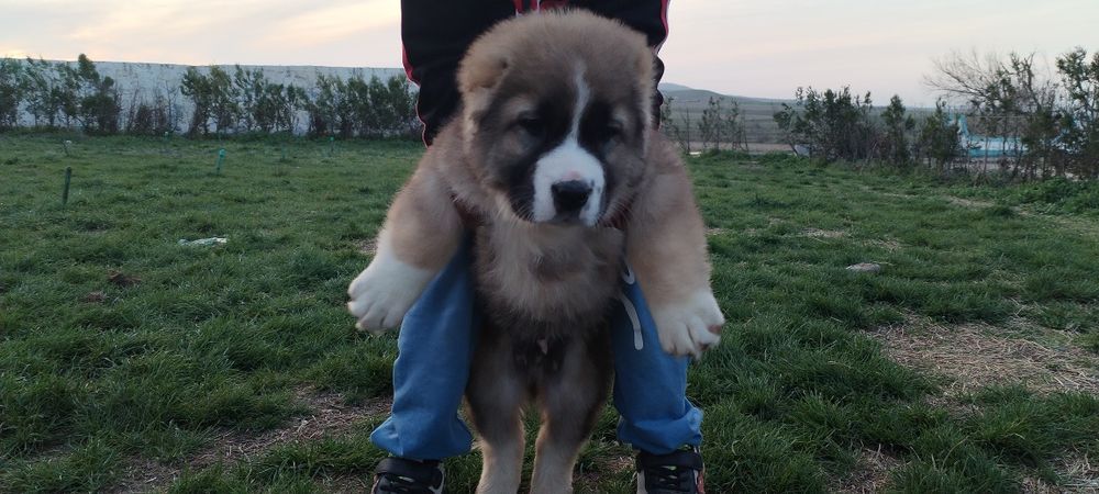 Алабай тозасидан