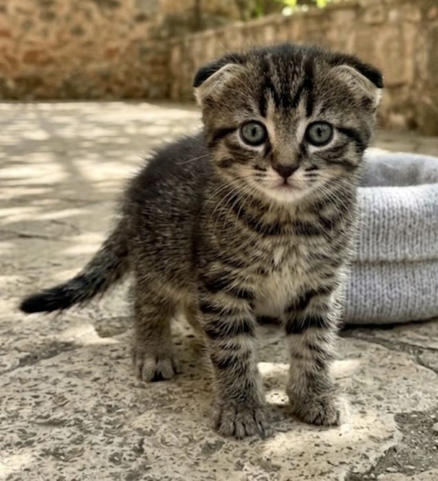 продаётся шотл.веслоухий очень ласковый котёнок