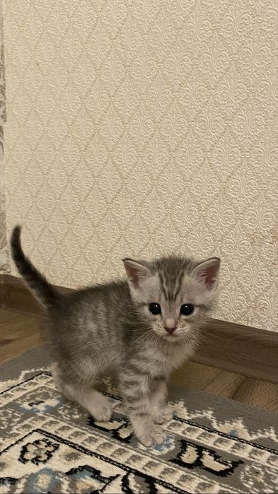 Кошка (девочка) 2айлық