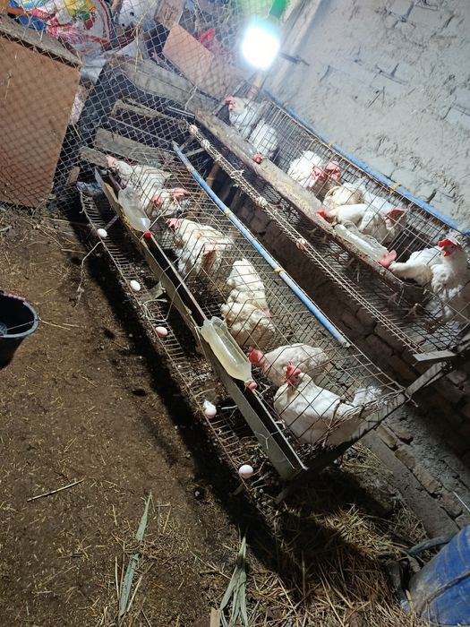 Sendi tovuqlar bor 20dona