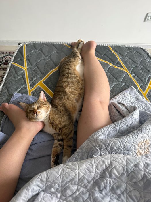 Кошка в хорошие руки