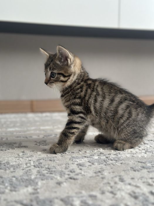 Котята шотландцы бесплатно