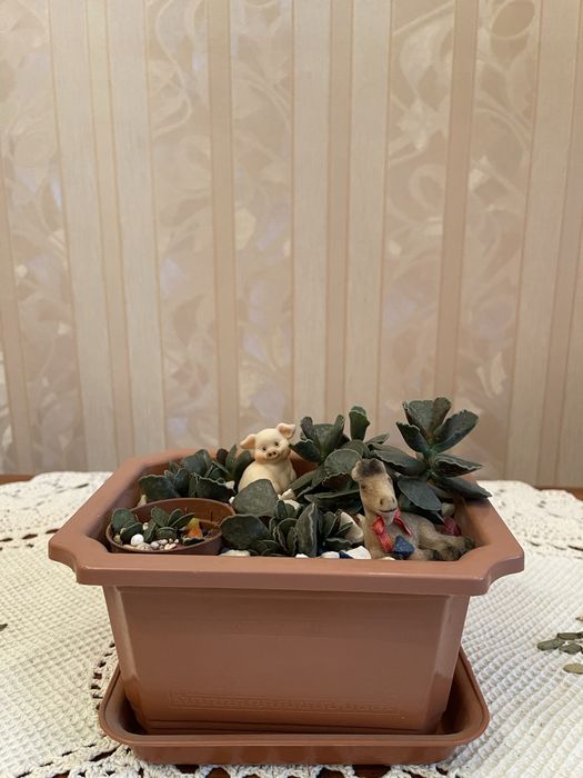 Комнатные цветы-композиции из суккулентов