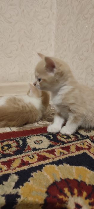 Отдам в хорошие руки. Все мальчики