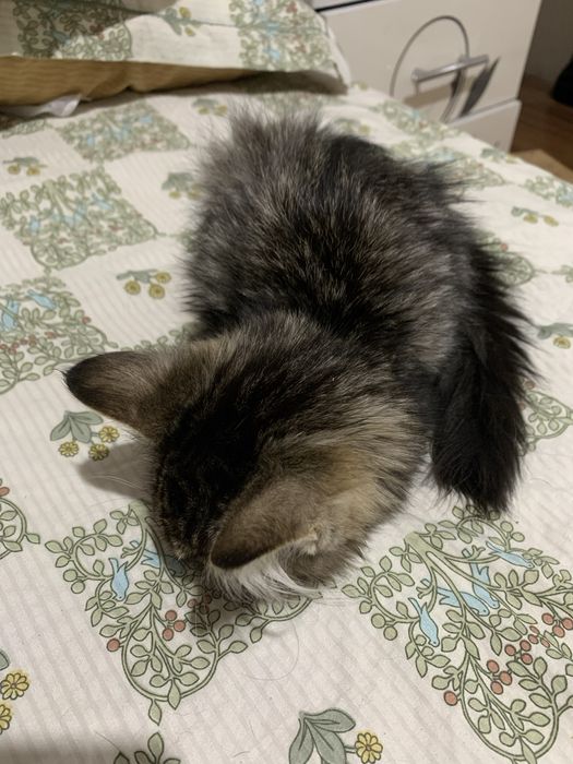 Мейн кун котик самец