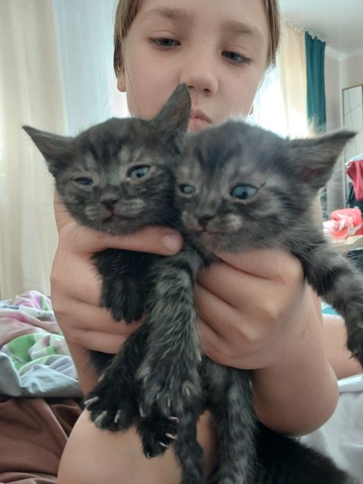 Отлам котят! Девочки