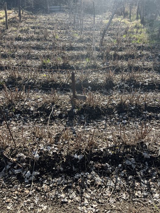 Саженцы малины