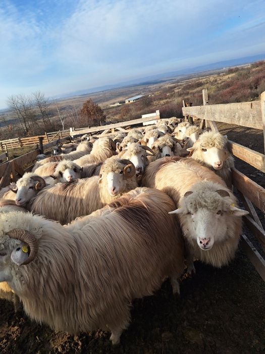 Se vinde 45 de mioare si stră-mioare pret 1000 lei negociabil!