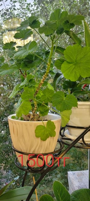 Комнатные   цветы