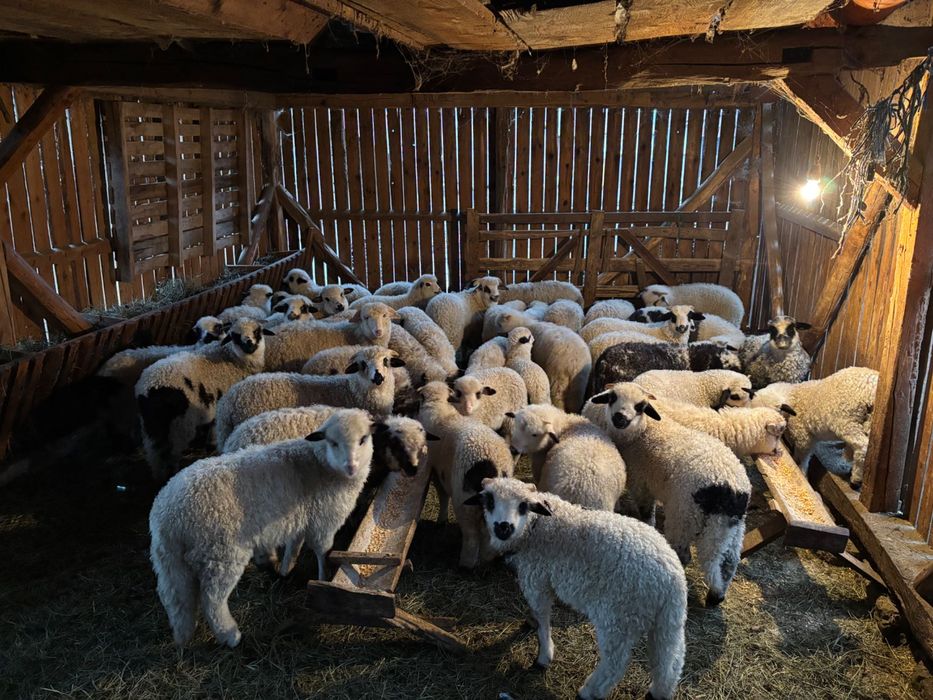 Miei între 10 și 30 kg