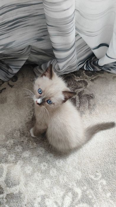 Котик отдам в добрые руки
