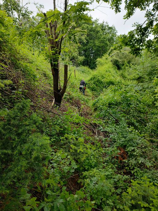 Рязане на Опасни дървета  чистене на дворове и парцели