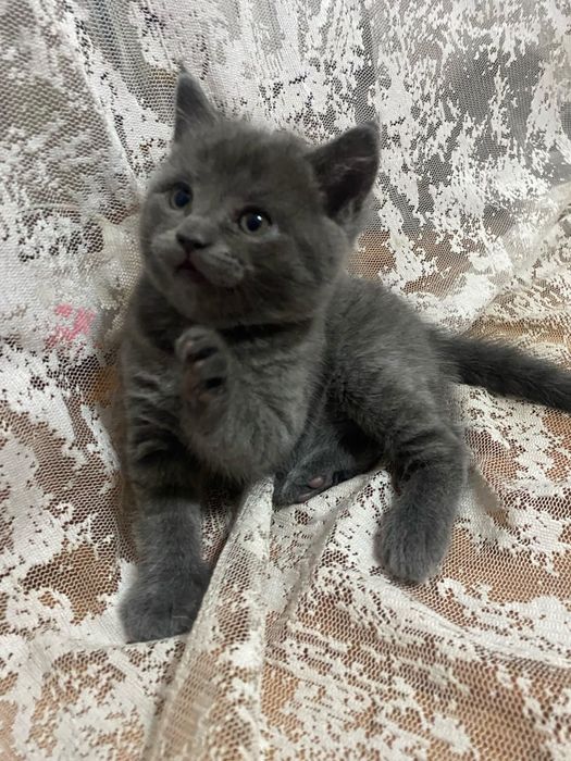 Продам британских котят 5 тыс