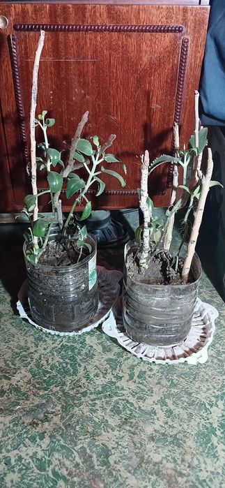 Каланхое с детками