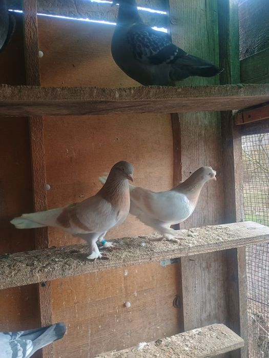 Porumbei takla cu joc