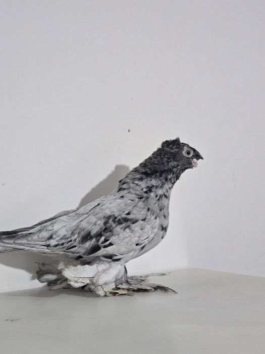 Продаю голубку 2024г