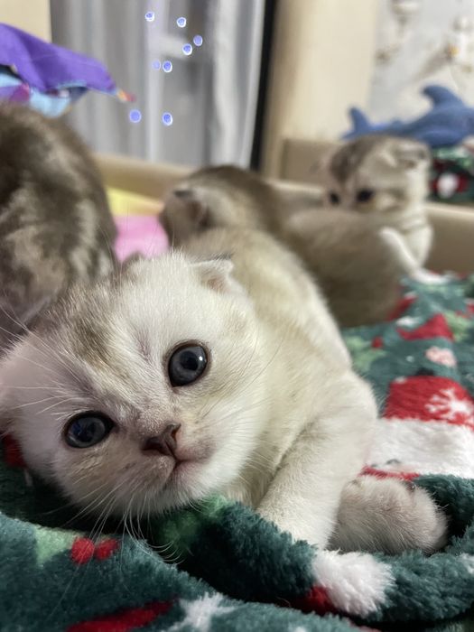 Продаются котята в добрые руки