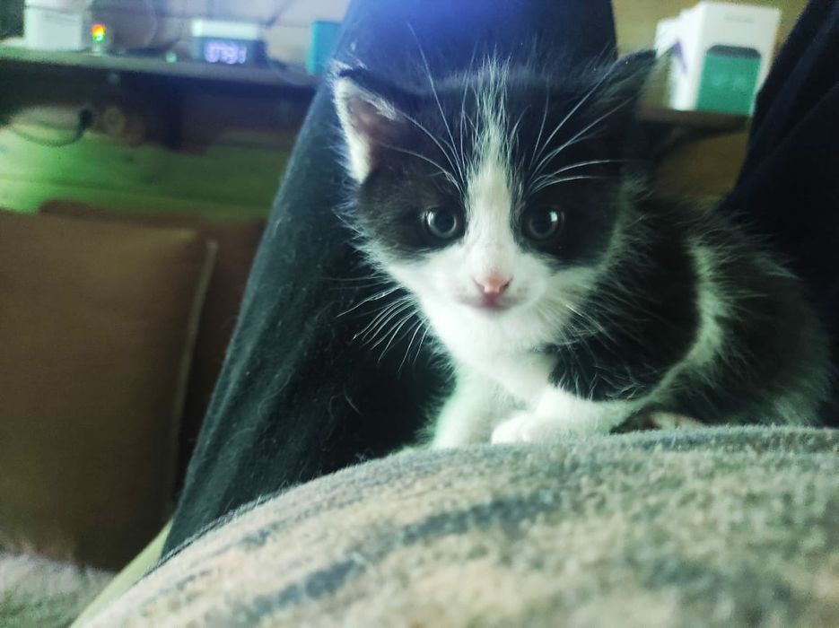 Отдам котят в хорошие руки