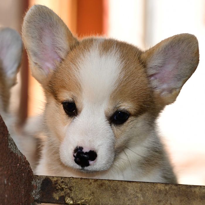 Cățeluș Corgi, vaccinat, microcipat, pedigree tip A, de Crăciun