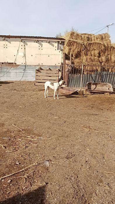 Тазы сатылады. Қаншық 1 жасқа толды