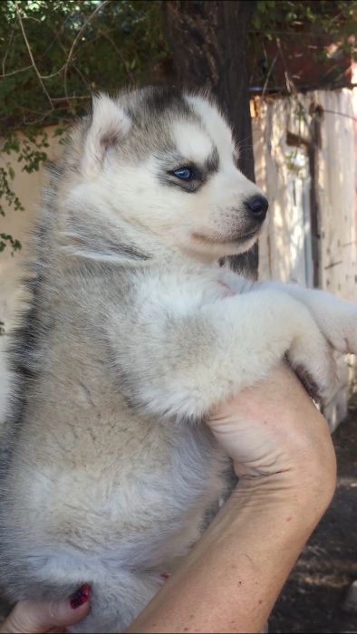 Серебристая красотка