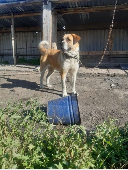 Продам Собаку Алабай