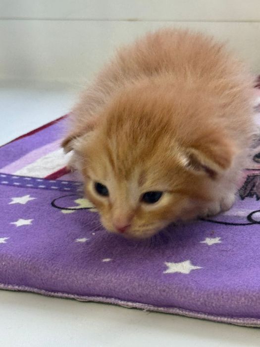 Отдам котят в добрые руки 2 девочки 2 мальчика