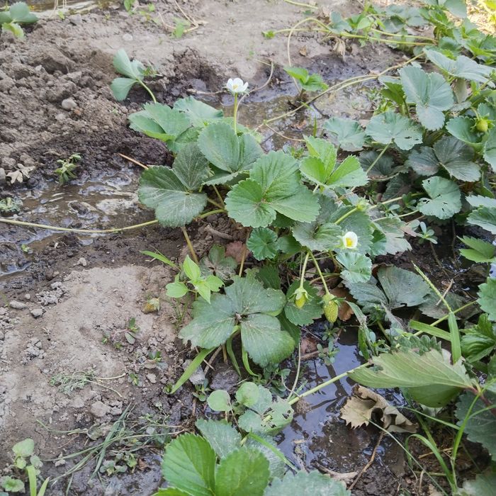 Продам рассаду клубники Альбион