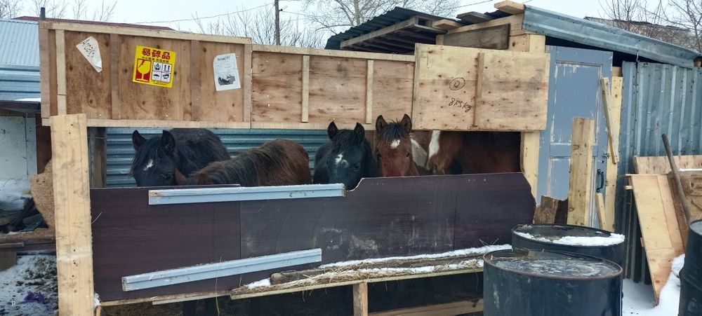 Продам тайлар жемде тұр