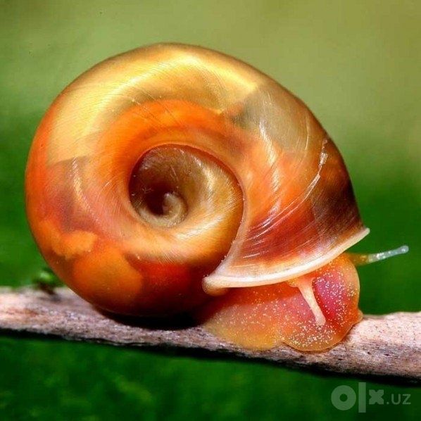 Аквариумные  улитки ( Ramhorn snail)