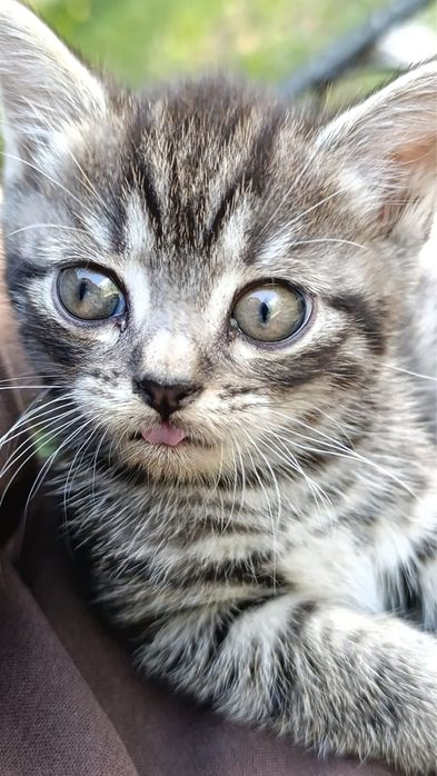 котенок, девочка