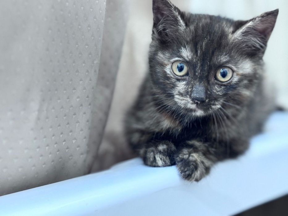 Котенок трехцветный девочка ищет дом