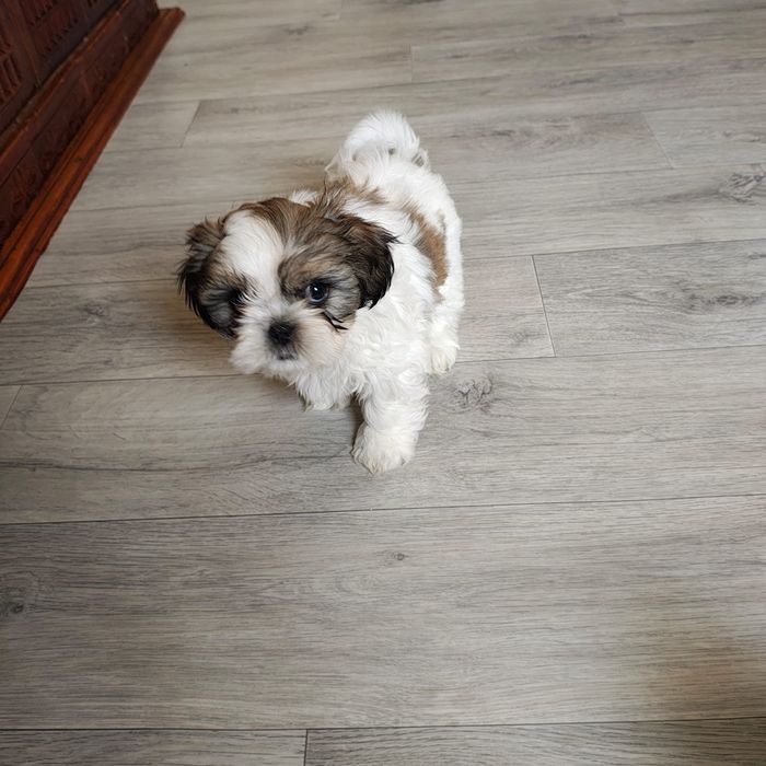 Pui Shih Tzu de vânzare