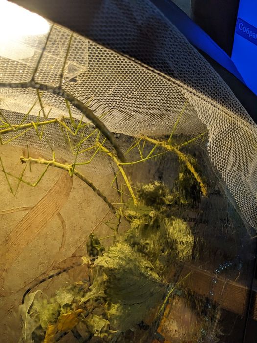 Палочник аннамский