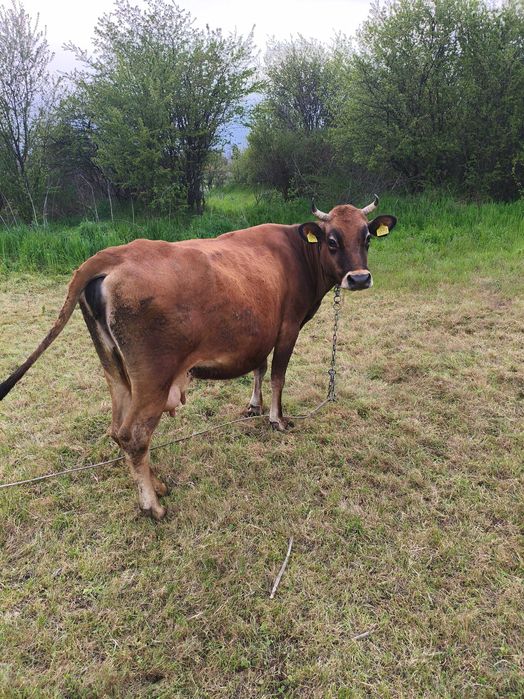 Продавам крава БРГ