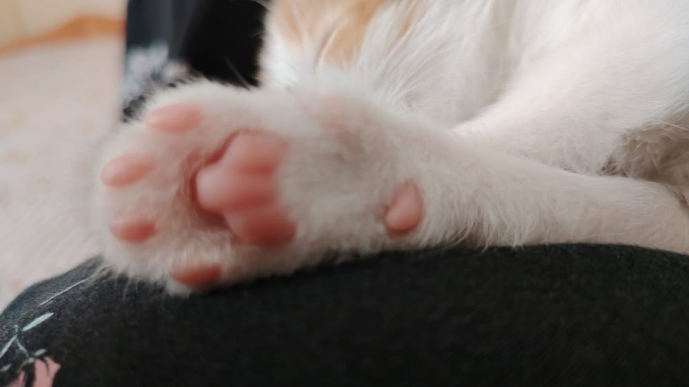 Котята, маргаулар