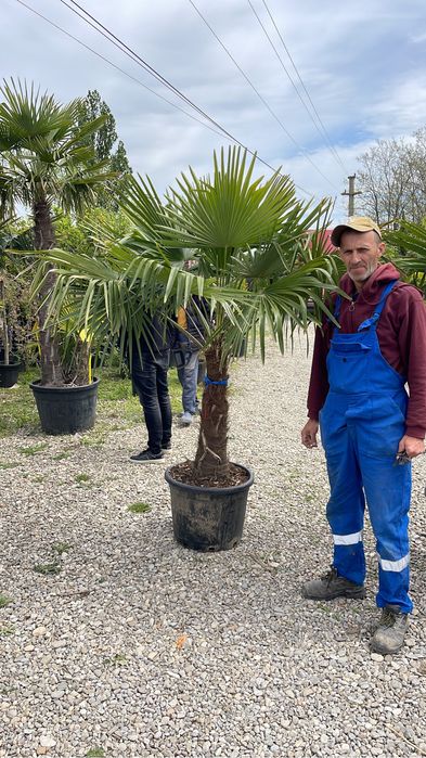 Palmieri rezistenți la inghet toate dimensiunile