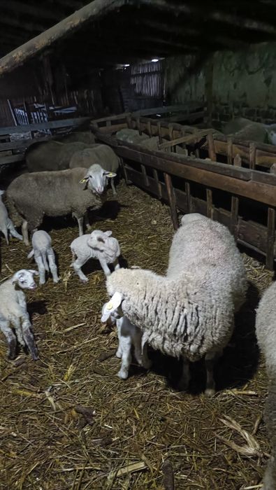 Oi de vanzare tinere cu miel