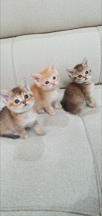 Zalatistiy shinshilalar sotiladi