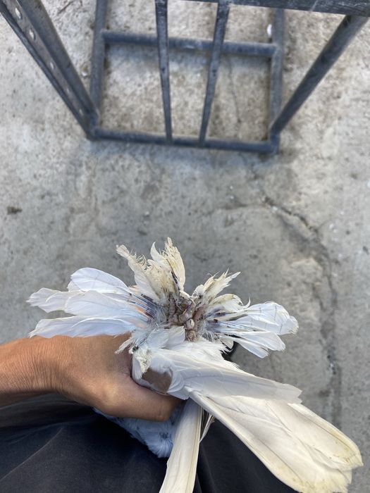 Голуби сирень, тасманка.