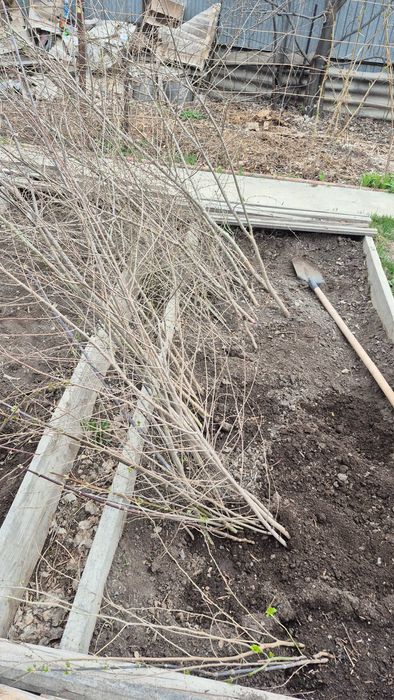 Саженцы деревьев