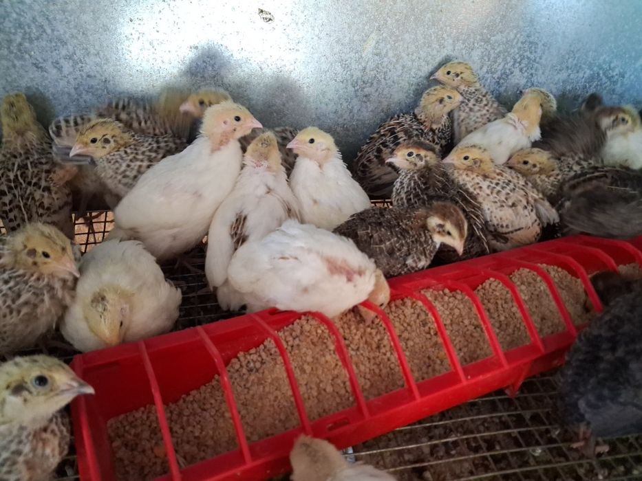 Pui Prepeliță 2 săptămâni