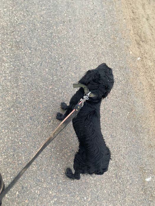 Продам русского спаниеля