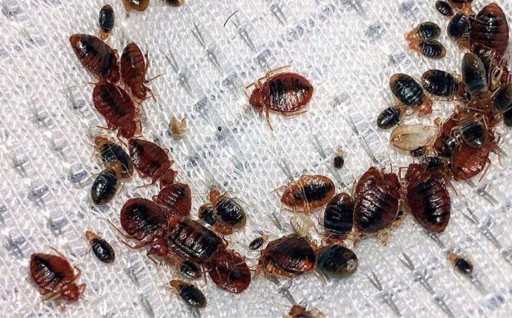 СКИДКИ 20%Дезенфекция дизенфекция дезинфекция дизинфекция dizinfeksiya