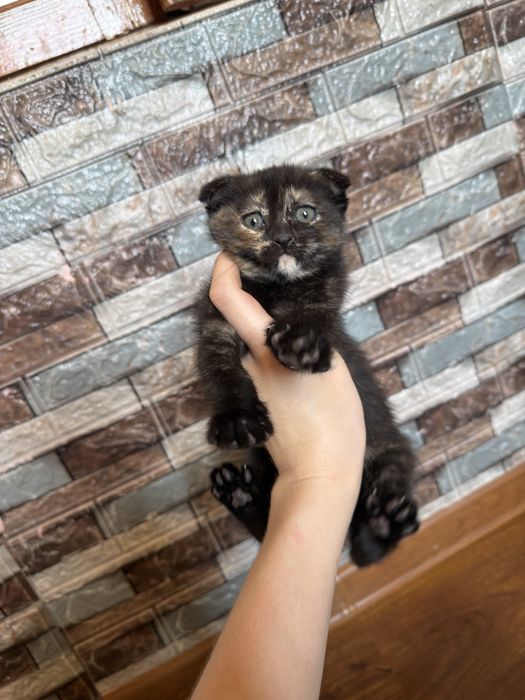 Скоттиш фолд котят