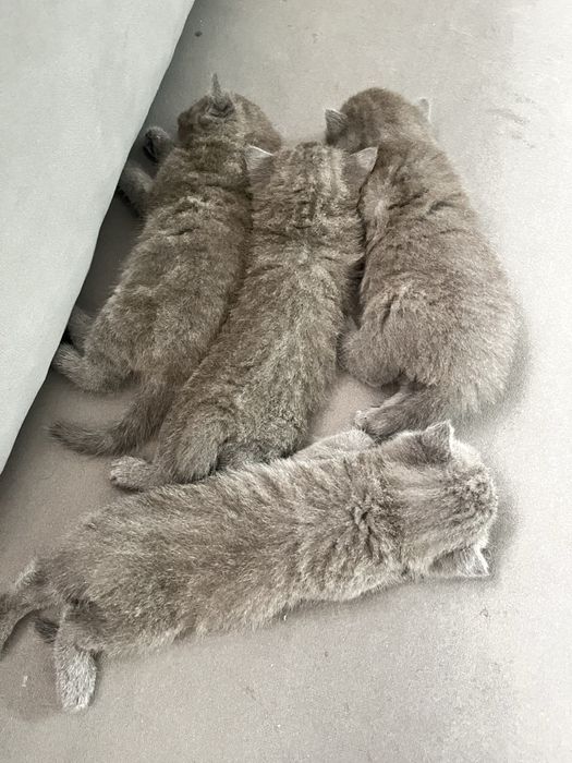 Продам котёнка шотландский